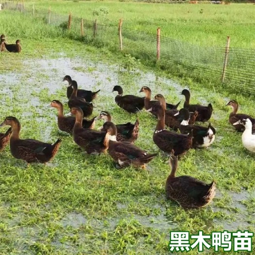 南宁半番鸭苗  黑木鸭苗 骡鸭苗 黑 包打疫苗 技术指导 量大从
