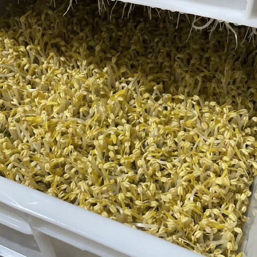 文山市 黄豆芽绿豆芽批发零售预定现货