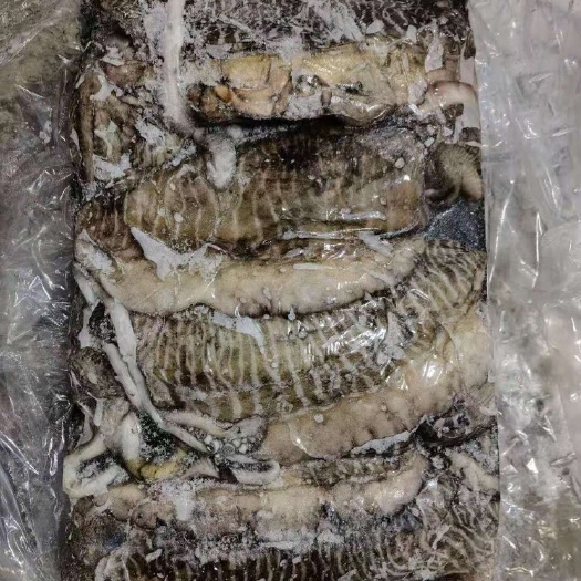 福州 印度墨鱼2000/3000