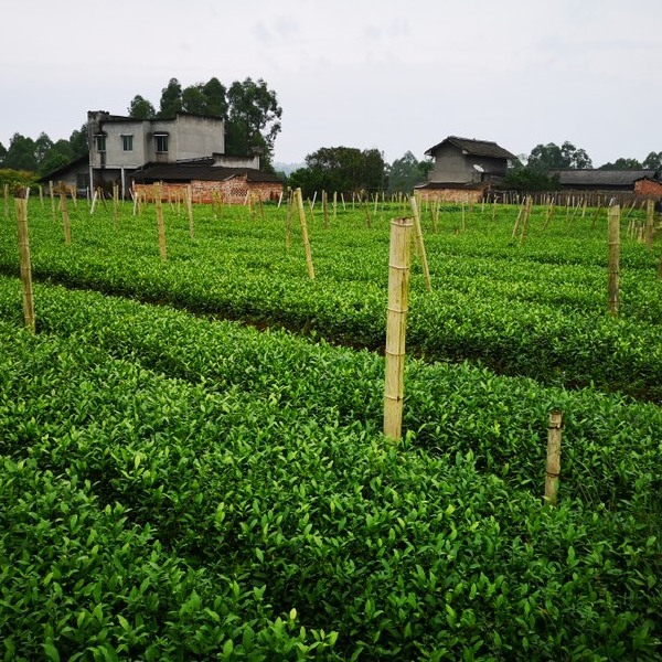 茶树苗 茶苗批发四川基地品种齐全福鼎大白茶4号茶中茶川茶