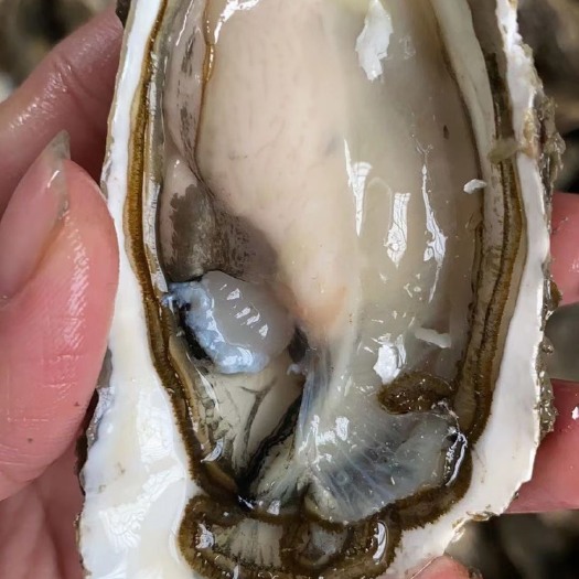饶平县珍珠蚝  烧烤蚝新鲜生蚝井洲牡蛎，适合烧烤摊，大排档，酒店
