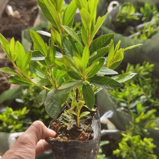 揭阳 大量7斤袋毛杜鹃出售
