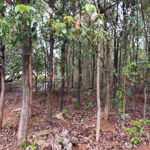 宜章县 香樟树
