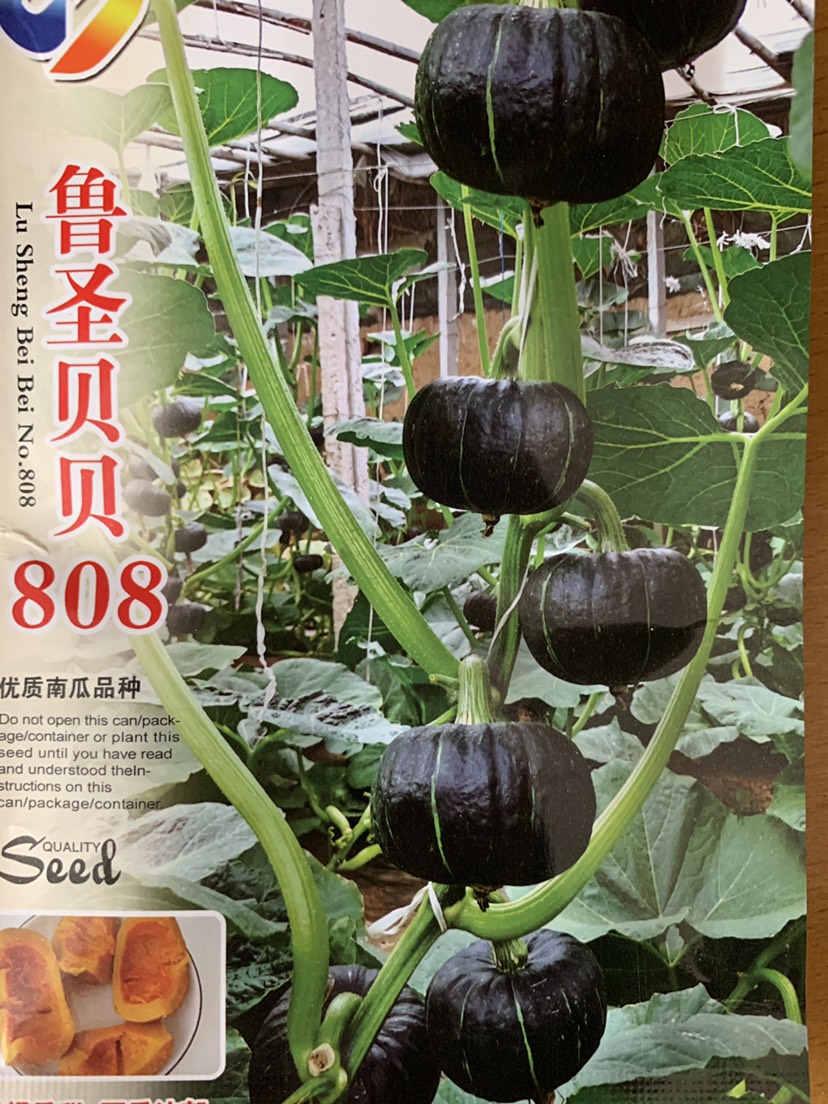 寿光市贝贝南瓜种子。长势旺，产量高肉质厚甜！品质佳耐运输！