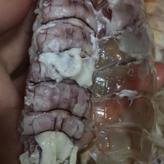 北海 熟冻皮皮虾产地直供，我们的皮皮虾肉质肥美鲜甜，