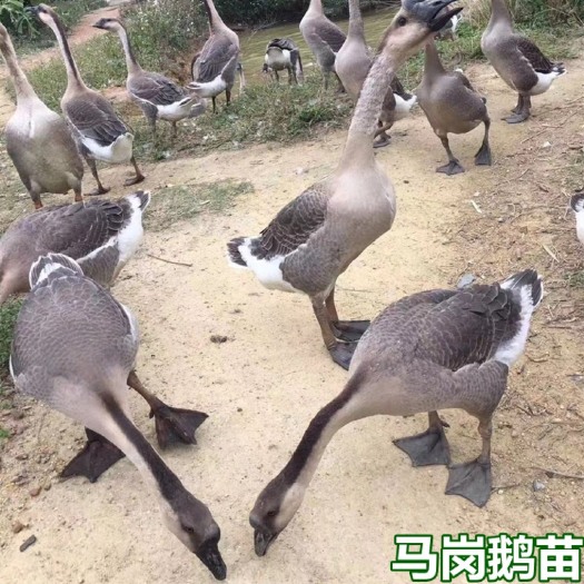 南宁马岗鹅苗  包打疫苗 技术指导 量大从优