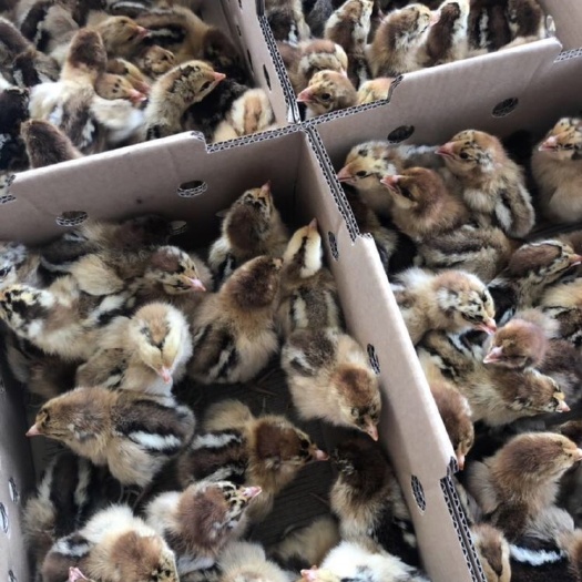 南宁 良凤花鸡苗，包打疫苗