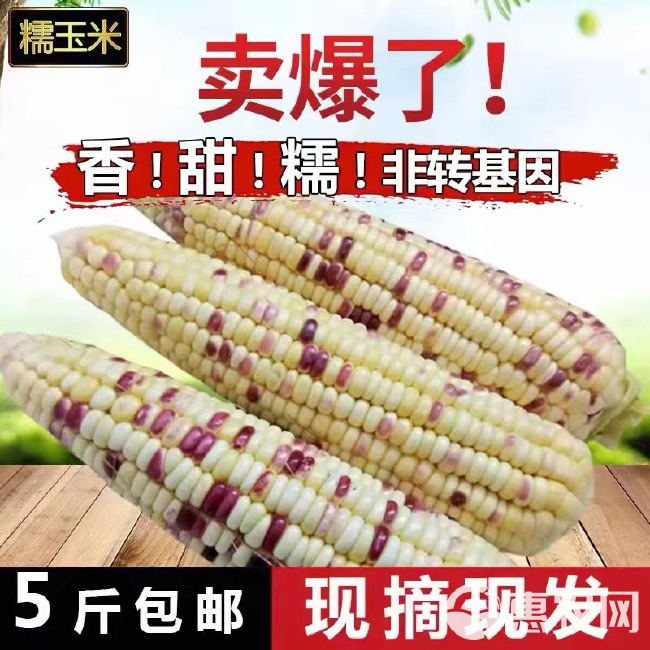 玉米   新鲜糯玉米   5斤  一件代发   包售后