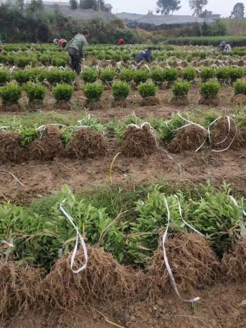 茶树苗 茶苗批发四川基地品种齐全福鼎大白茶4号茶中茶川茶