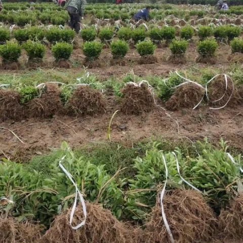 茶树苗 茶苗批发四川基地品种齐全福鼎大白茶4号茶中茶川茶