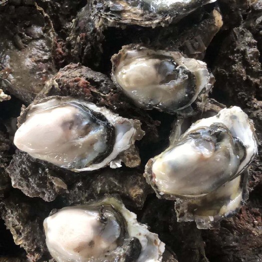 饶平县三倍体生蚝  广东生蚝鲜活汫洲生蚝特大牡蛎，高压锅生蚝，烧烤生蚝专用！！