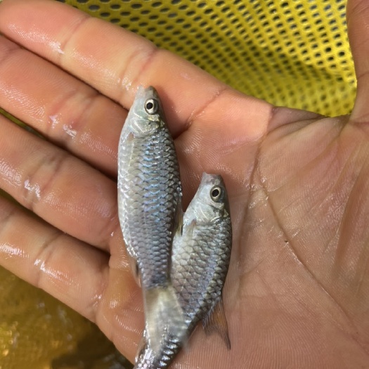 清波鱼鱼苗 青波鱼苗  青竹，青竹皖鱼苗，青竹鱼苗