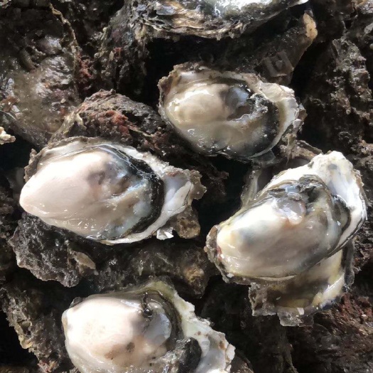饶平县珍珠蚝  广东生蚝鲜活汫洲生蚝特大牡蛎，高压锅生蚝，烧烤生蚝专用！！