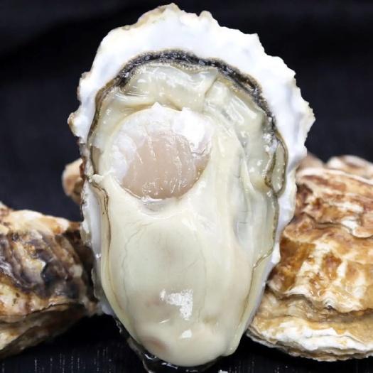 漳浦县珍珠蚝 福建生蚝鲜活一件代发新鲜发货顺丰包邮批发即食现捕
