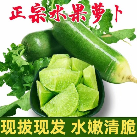 寿光市青萝卜  萝卜 水果萝卜  3-9斤  一件代发  产地直供
