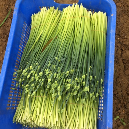 罗定市韭菜花