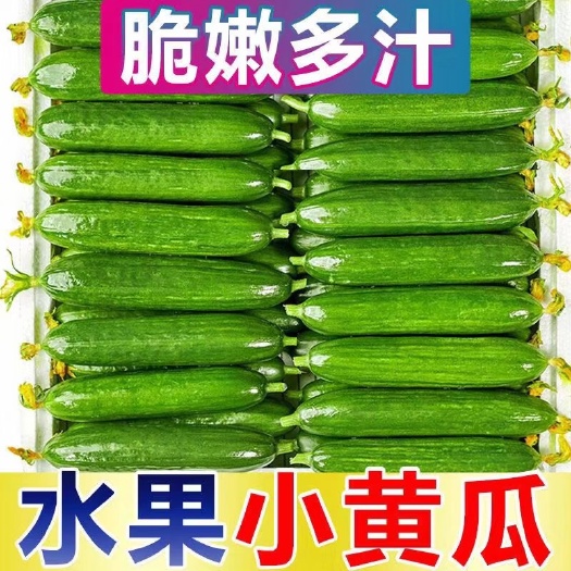 寿光市水果黄瓜  山东寿光无刺小黄瓜 4.5斤 一件代发  包售