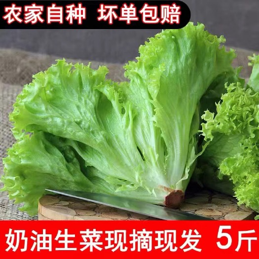 球生菜  生菜  大量上市 对接微商电商市场 产地直供