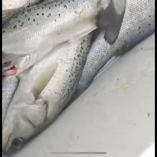 舟山海鲈鱼  长期出售，海钓鲈鱼，各种规格，欢迎咨询了解