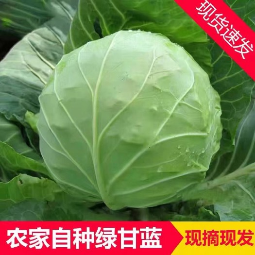 圆包菜  甘蓝 大量上市 对接微商电商市场  产地直供