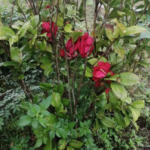 钦州茶花树  十年老株茶花