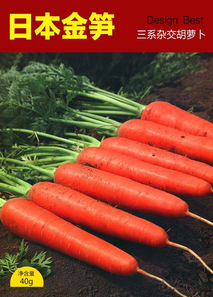 昆明杂交胡萝卜种子，春季播种产量高品质高，不抽苔，商品率高