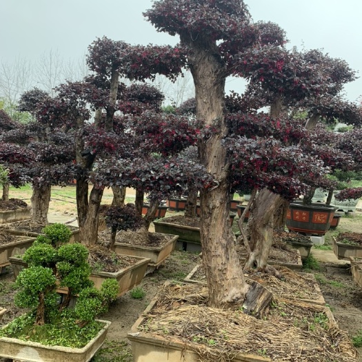 红花继木 罗汉松景观树，红继木景观树，有桩子
