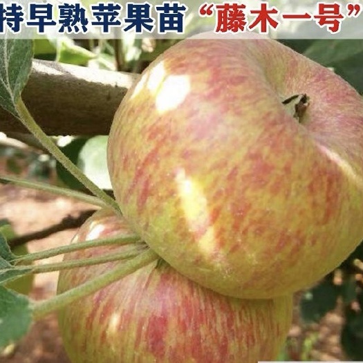 平邑县藤木一号苹果树苗  山东藤木1号苹果苗 藤木一号水果苗 地栽