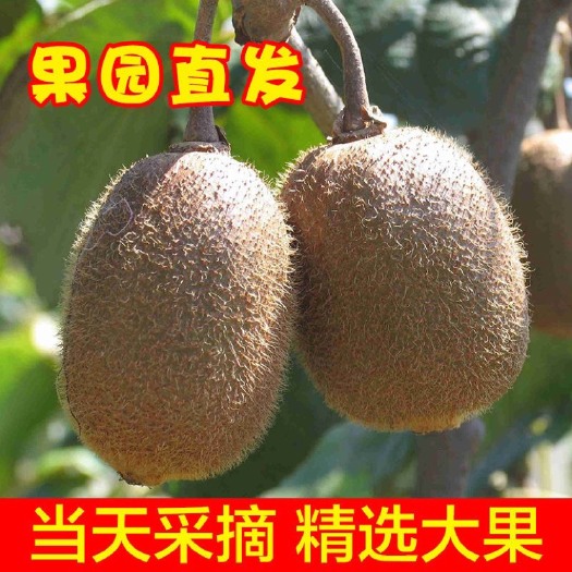 普宁市徐香猕猴桃  新鲜现货 陕西眉县绿心猕猴桃 新鲜水果孕妇当季泥猴桃绿包邮