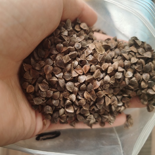 满洲里市 俄罗斯荞麦