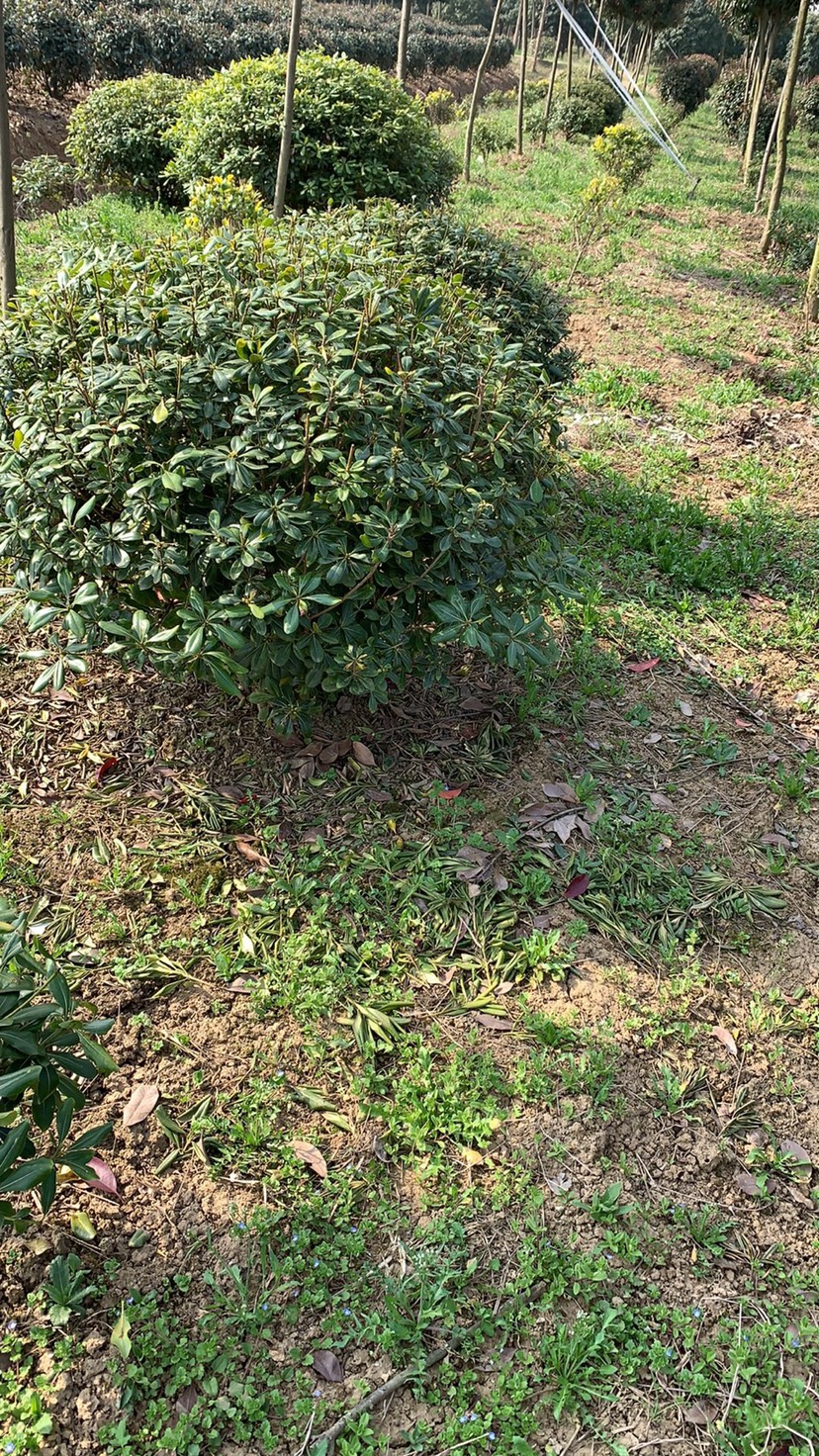 孝感 精品海桐球