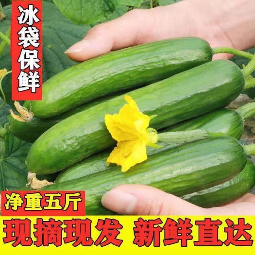 寿光市水果黄瓜 小黄瓜山东寿光 无刺小黄瓜4.5斤一件代发  产地