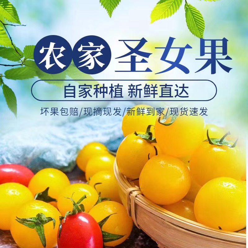 千禧圣女果  圣女果   大量上市  对接微商电商市场产地直