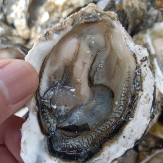 饶平县珍珠蚝  半开生蚝 鲜活牡蛎蚝海蛎全国批发