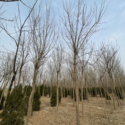 黄骅市老式白蜡  自繁自育原生白蜡树苗6-8公分 大量出售