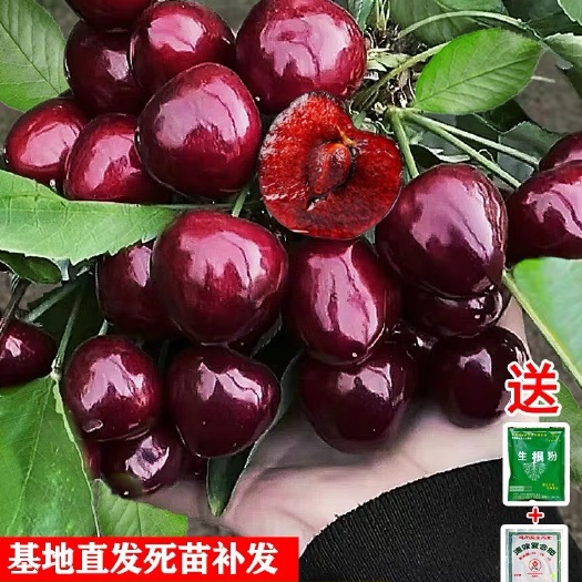 沭阳县俄罗斯8号樱桃苗 嫁接苗 裸根苗 