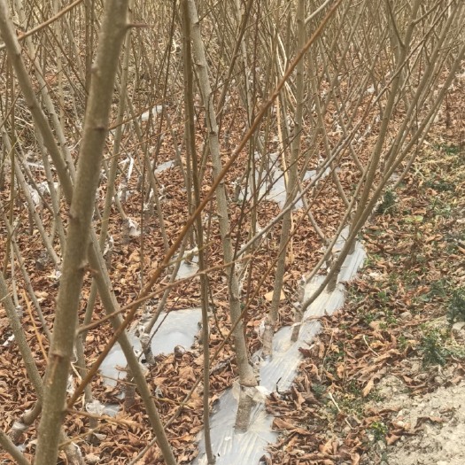 茂县蜂糖李树苗 嫁接苗 裸根苗 