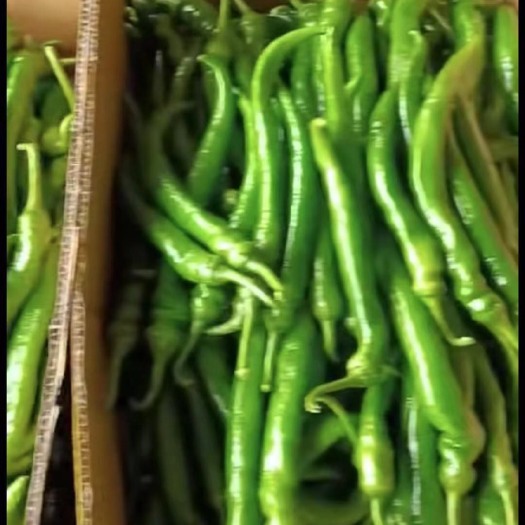 博白县线椒 广西玉林博白春椒上市了！量大质量好！欢迎各老板咨询！