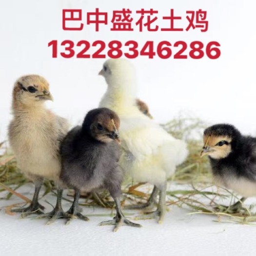 巴中巴中盛花土鸡孵化基地，本地土鸡苗