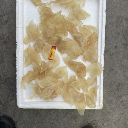 沈丘县花胶 鱼胶