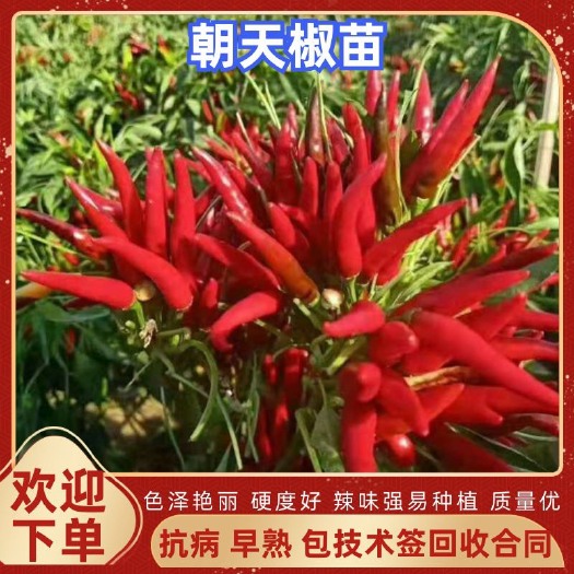 金乡县精品朝天椒苗 艳红苗 螺丝椒苗 线椒苗 包技术签订回收合同