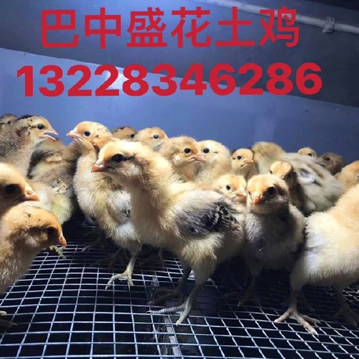 巴中脱温鸡苗  优质鸡苗，青脚土鸡，出壳苗，脱温苗