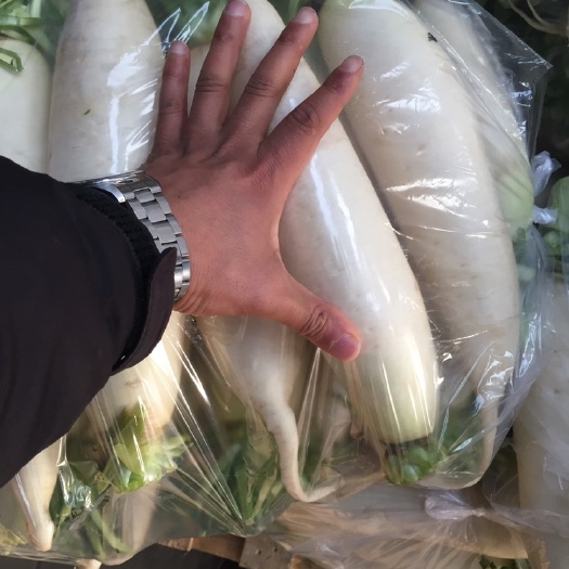 东台市白玉春白萝卜 产地直供 定数新鲜发货