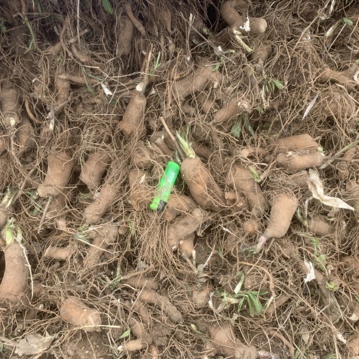 太和县 改良白术芽大货 一手货源 自种植基地