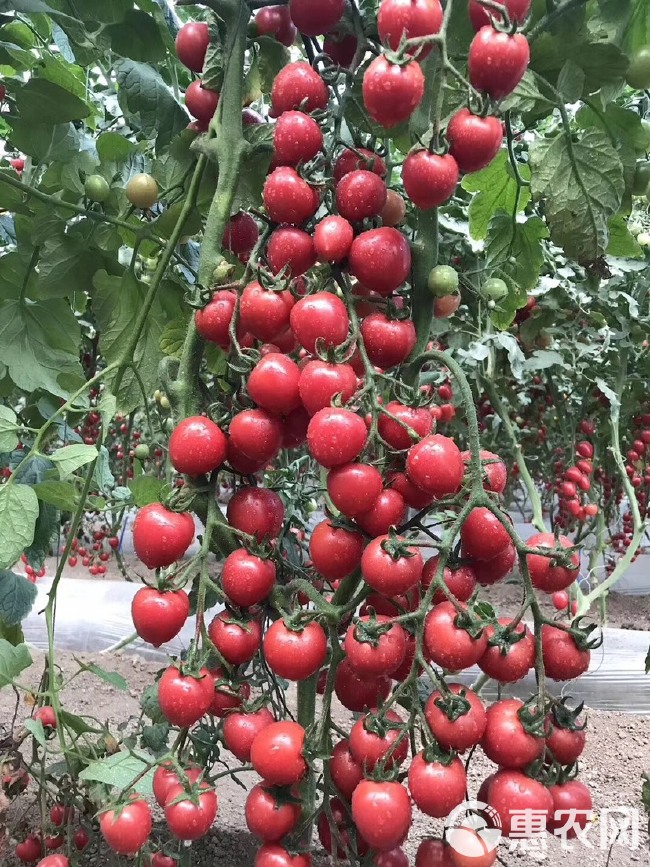 硬粉番茄苗 西红柿种苗，小番茄圣女果苗毛粉柿子苗，大红柿子