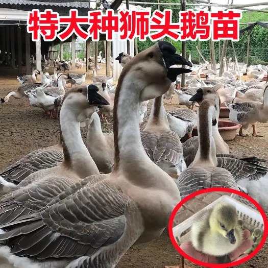 沭阳县幼鹅狮头鹅活体小鹅宠物四季鹅皖西特大白鹅产蛋三花鹅雁鹅朗德鹅