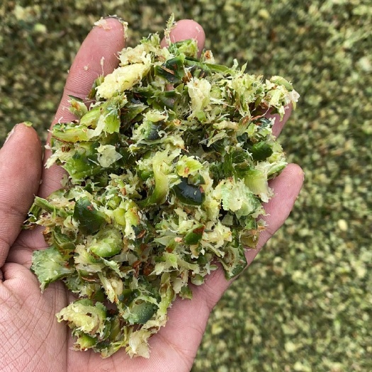 徐闻县青干草饲料 菠萝凤梨渣，养殖专用，养牛，羊都可以