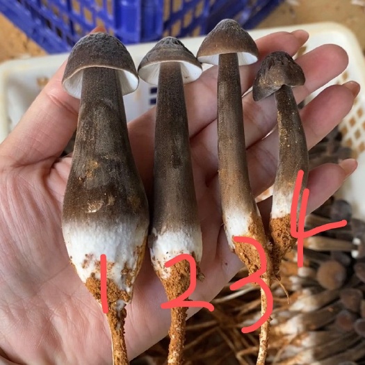 诏安县 黑皮鸡枞菌