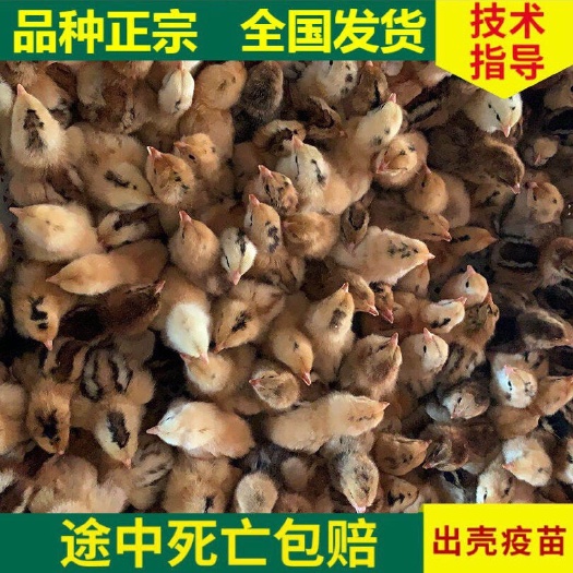 沭阳县鸡苗小鸡活体五黑鸡芦花鸡三黄鸡贵妃鸡麻鸡乌骨鸡绿壳蛋鸡土鸡