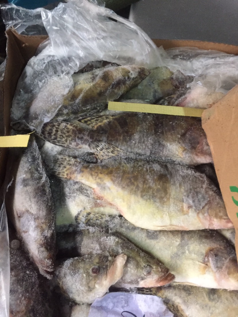 佛山大量出售各种规格冰鲜及冷冻鳜鱼，桂花鱼、翘嘴鳜